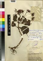 Isotype of Kalanchoe lateritia Engl. var. prostrata Raadts [family CRASSULACEAE]