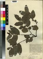 Isotype of Mkilua fragrans Verdc. [family ANNONACEAE]