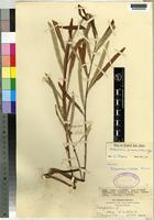 Isotype of Dichapetalum cymosum [family DICHAPETALACEAE]