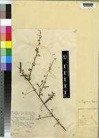 Isotype of Indigofera lupatana Baker f. [family LEGUMINOSAE]