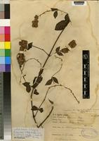 Isotype of Cyathula braunii Schinz [family AMARANTHACEAE]