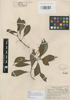 Isotype of Hoffmannia macrosiphon Standl. [family RUBIACEAE]