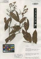 Isotype of Elvasia bisepala Sastre & Whitefoord [family OCHNACEAE]