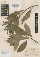 Paratype of Lobelia parvidentata L. O. Williams [family CAMPANULACEAE]