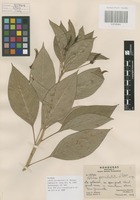 Paratype of Lobelia parvidentata L. O. Williams [family CAMPANULACEAE]
