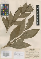 Paratype of Lobelia parvidentata L. O. Williams [family CAMPANULACEAE]