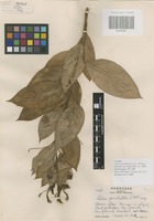 Paratype of Lobelia parvidentata L. O. Williams [family CAMPANULACEAE]