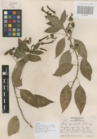 Paratype of Lobelia parvidentata L. O. Williams [family CAMPANULACEAE]
