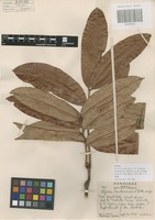 Isotype of Alfaroa hondurensis L.O. Williams [family JUNGLADACEAE]