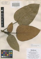 Isotype of Oreopanax lempiranus Hazlett [family ARALIACEAE]