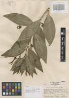 Paratype of Lobelia parvidentata L. O. Williams [family CAMPANULACEAE]