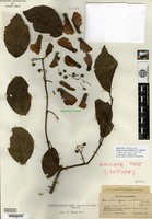 Isotype of Banisteriopsis inebrians C. V. Morton [family MALPIGHIACEAE]