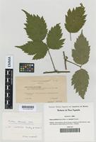 Type of Rubus multifidus Boulay & Malbr. var. laciniatus Toussaint. [family ROSACEAE]