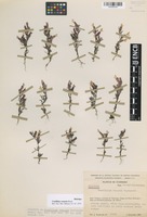 Holotype of Castilleja venusta Rzed. [family OROBANCHACEAE]