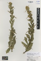 Isotype of Solidago wrightii A. Gray var. orientalis G.L. Nesom [family ASTERACEAE]