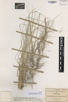 Isotype of Muhlenbergia scoparia Vasey [family POACEAE]