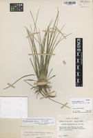 Isotype of Isoetes pallida Hickey [family ISOETACEAE]