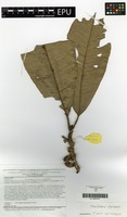 Filed as Zanthoxylum rubescens Planch. ex Hook.f. [family RUTACEAE]