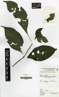 Filed as Brachystephanus africanus S.Moore [family ACANTHACEAE]