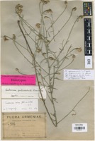 Holotype of Centaurea gulissashvilii Dumbadze [family ASTERACEAE]