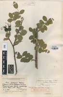 Original material of Rosa balcarica Galushko [family ROSACEAE]