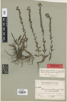 Syntype of Veronica gentianoides Vahl variety pycnophylla Bordz. [family SCROPHULARIACEAE]