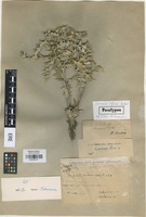 Paratype of Cousinia iljinii Takht. [family ASTERACEAE]