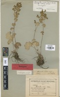 Isotype of Alchemilla venosa Juz. [family ROSACEAE]