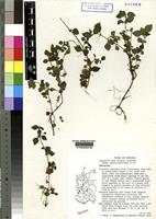 Isotype of Droguetia iners (Forssk.)Schweinf subsp pedunculata Friis [family MORACEAE]