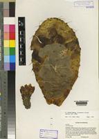 Opuntia ficus-indica (Linnaeus) Miller Ryding [family CACTACEAE]