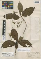 Holotype of Guettarda comata Standl. [family RUBIACEAE]
