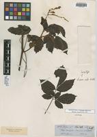 Isosyntype of Serjania rufa Radlk. [family SAPINDACEAE]