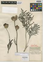Holotype of Centaurea atropurpurea Waldst. & Kit. [family ASTERACEAE]