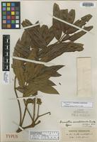 Holotype of Brunellia ecuadoriensis Cuatrec. [family BRUNELLIACEAE]