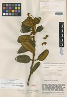 Holotype of Centropogon steyermarkii Jeppesen [family CAMPANULACEAE]
