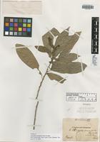 Isotype of Acalypha prunifolia Nees & Mart. [family EUPHORBIACEAE]