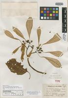 Holotype of Euphorbia pulcherrima Willd. ex Klotzsch f. lutea Standl. [family EUPHORBIACEAE]