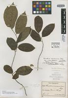 Isotype of Homalium trichocladum Blake [family FLACOURTIACEAE]