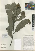 Isotype of Ocotea uxpanapana Wendt & van der Werff [family LAURACEAE]