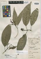 Holotype of Coussarea stenocalyx Standl. [family RUBIACEAE]