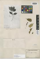Isosyntype of Faramea affinis Müll. Arg. [family RUBIACEAE]