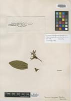 Isotype of Faramea langlassei Standl. [family RUBIACEAE]