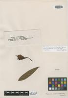 Isotype of Faramea macrura Standl. [family RUBIACEAE]