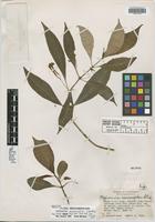Holotype of Hoffmannia macrosiphon Standl. [family RUBIACEAE]