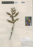 Holotype of Ixora faroensis Standl. [family RUBIACEAE]