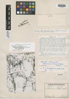 Isotype of Relbunium tenuissimum K. Krause [family RUBIACEAE]