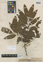 Isotype of Cupania spruceana Benth. [family SAPINDACEAE]