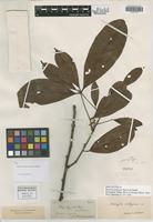 Isosyntype of Matayba inelegans Spruce ex Radlk. [family SAPINDACEAE]