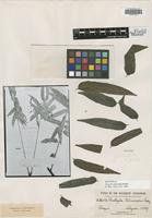 Isotype of Matayba talisioides Radlk. [family SAPINDACEAE]