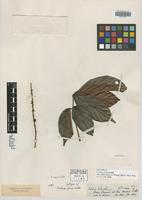 Isotype of Paullinia firma Radlk. [family SAPINDACEAE]
